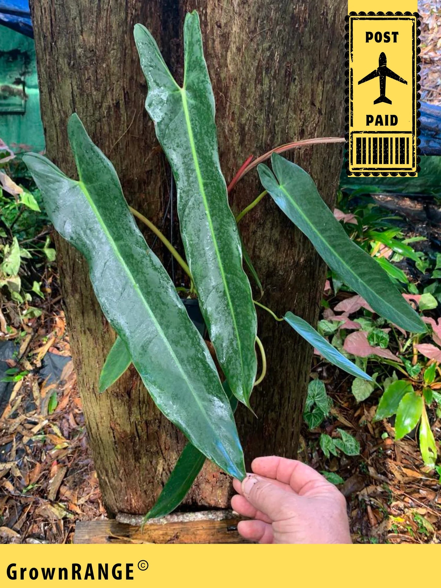 PHILODENDRON SPIRITUS SANCTI - FREE EXPRESS
POST
