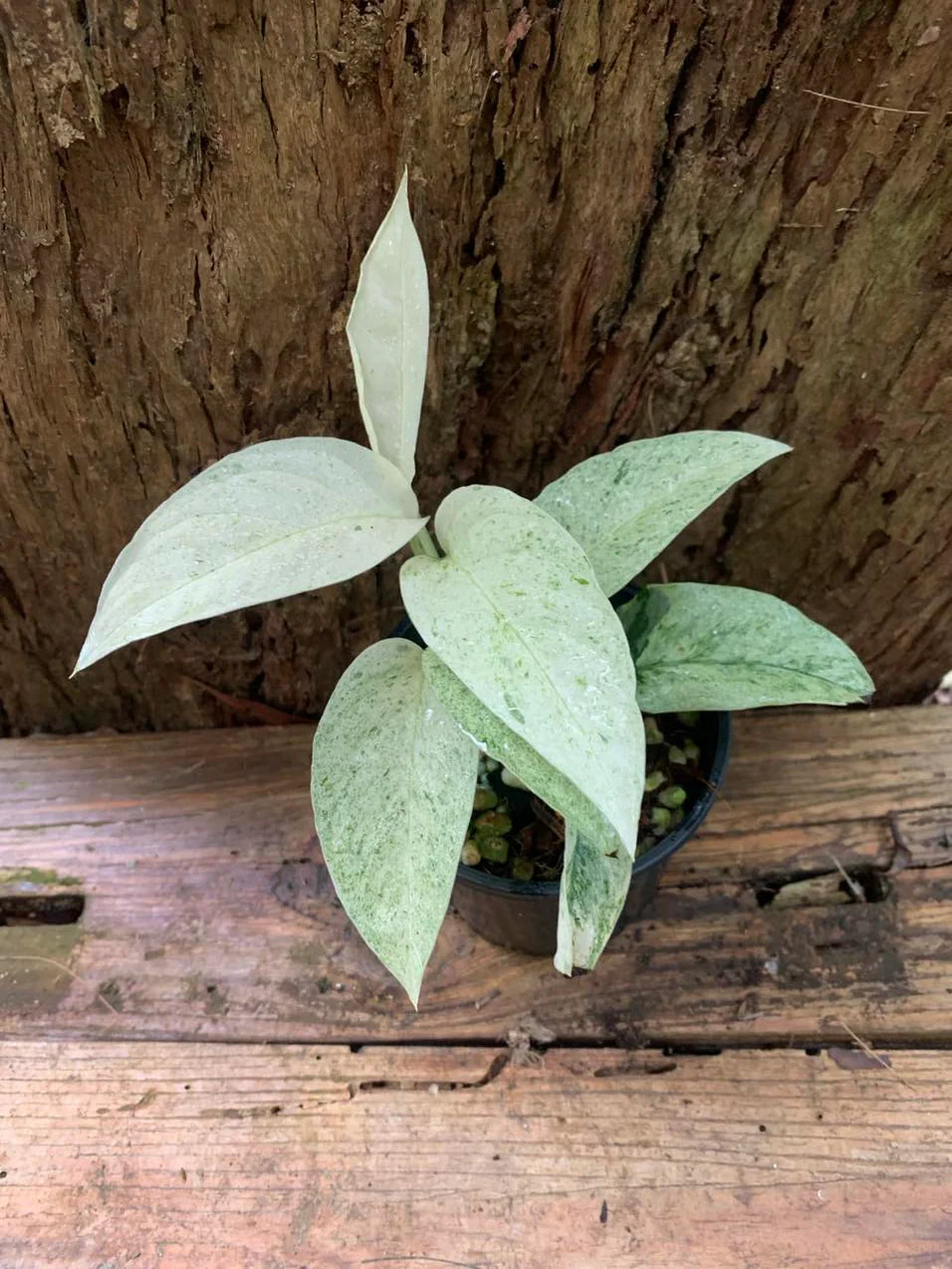 MONSTERA LANIATA MINT
VARIEGATED