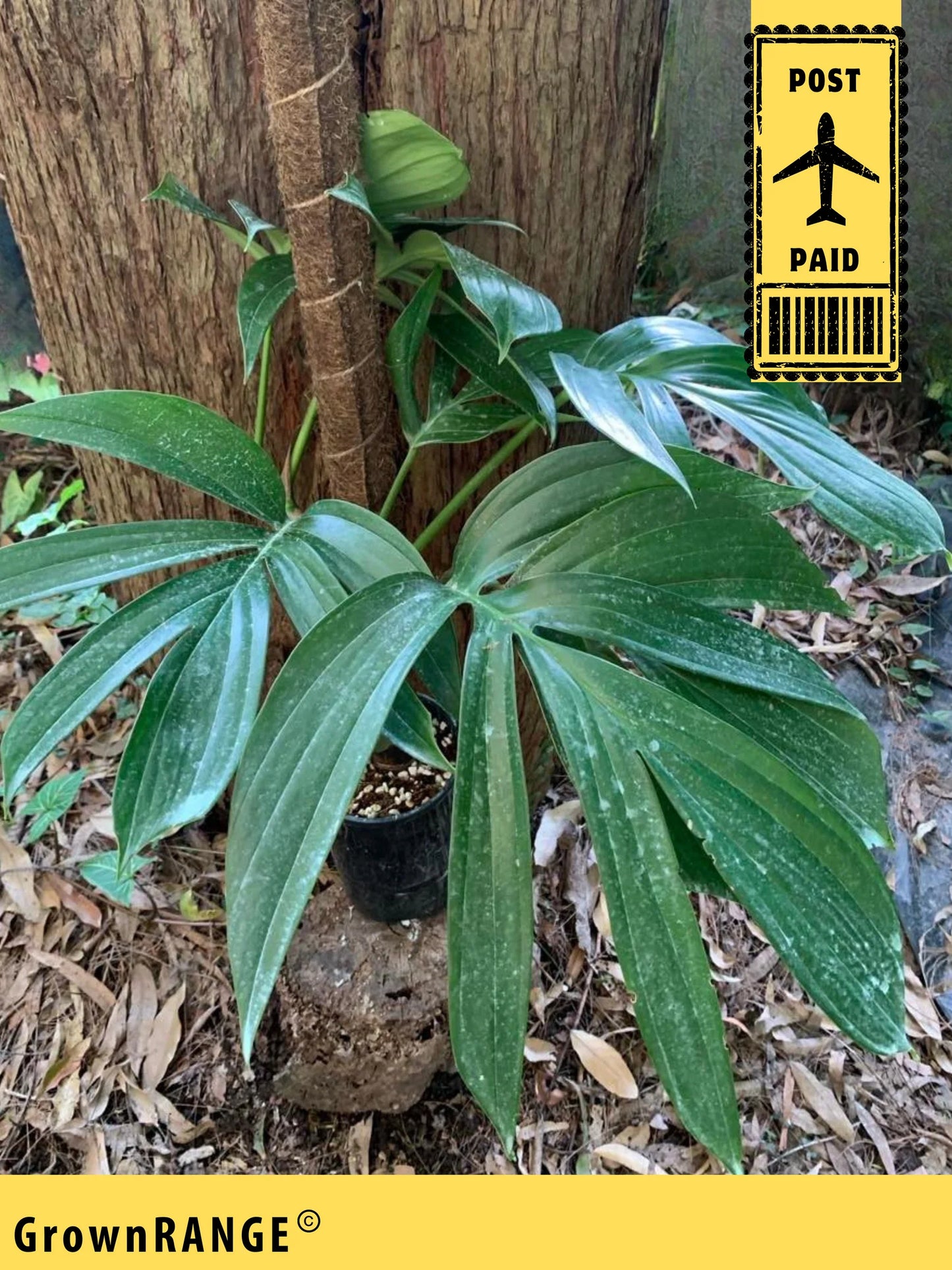 RAPHIDOPHORA DECURSIVA (DRAGON'S TAIL)