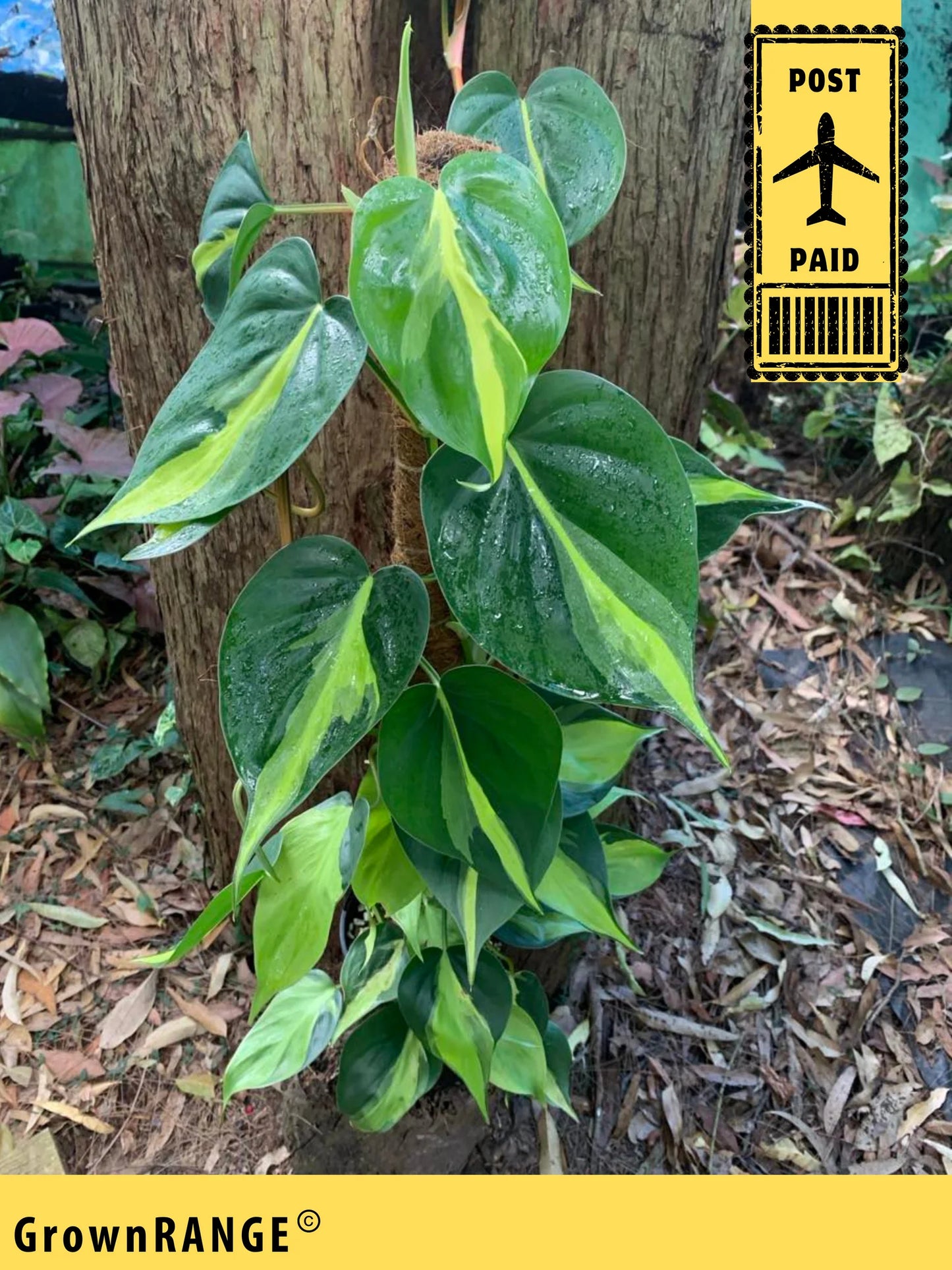 PHILODENDRON BRAZIL