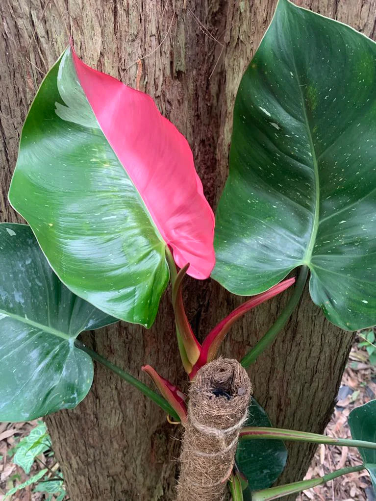 PHILODENDRON WHITE PRINCESS W/PINK