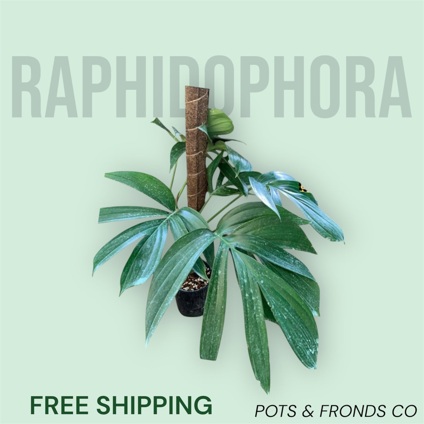 RAPHIDOPHORA DECURSIVA (DRAGON'S TAIL)