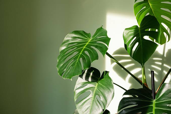Rare & Variegated Live Plants 🌿✨