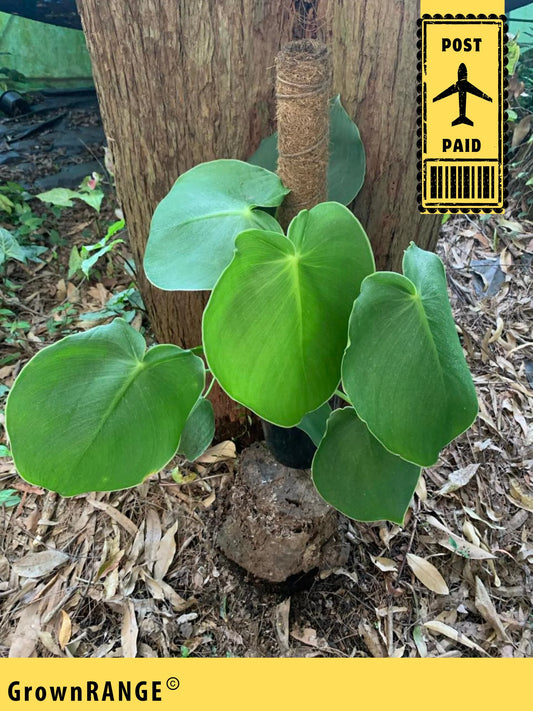 PHILODENDRON RUGOSUM
