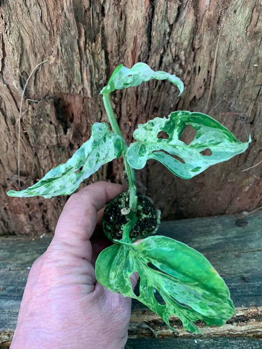 MONSTERA ADANSONII
MINT