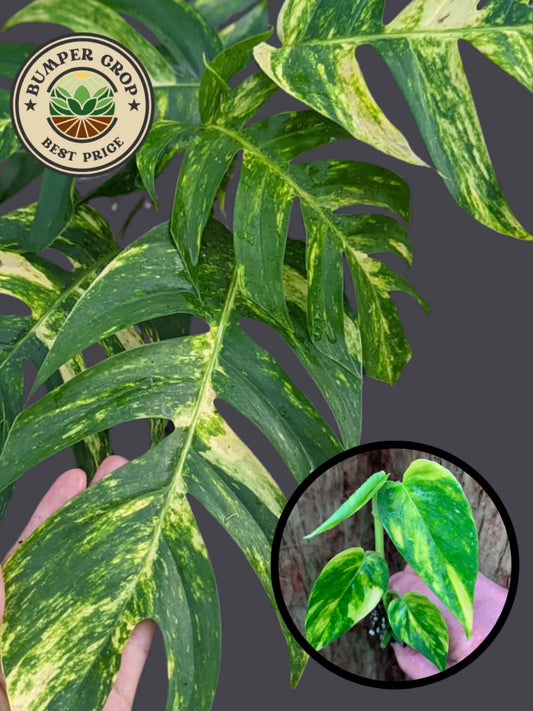EPIPREMNUM PINNATUM
"YELLOW FLAME"