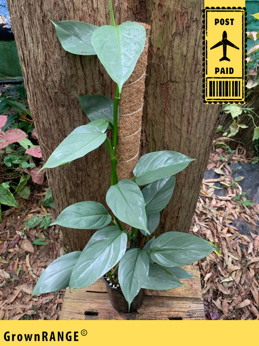 PHILODENDRON SILVER SWORD