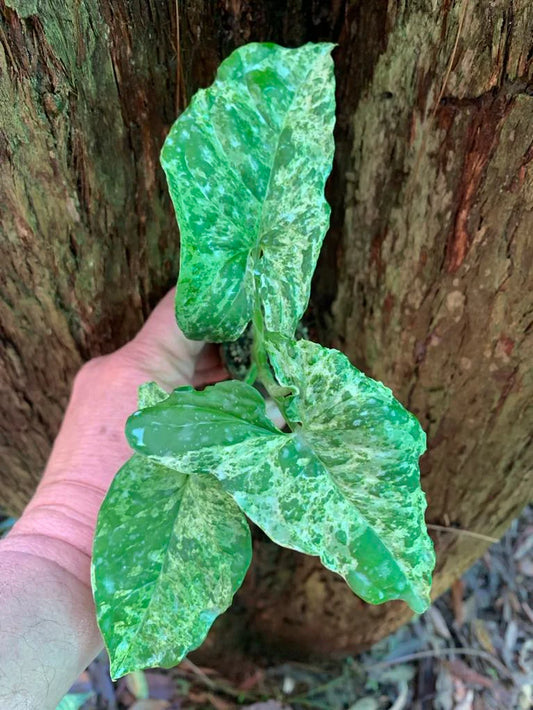 SYNGONIUM MOJITO