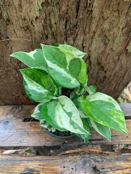 GENUINE PEARLS & JADE
POTHOS