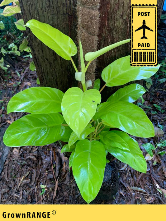 PHILODENDRON CEYLON BEAUTY