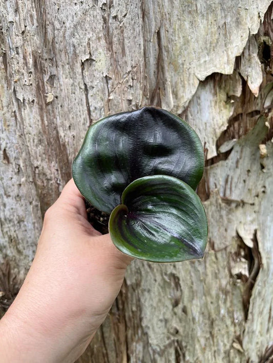 GEOGENANTHUS CILIATUS
MIDNIGHT PEARL "GEO
PLANT"