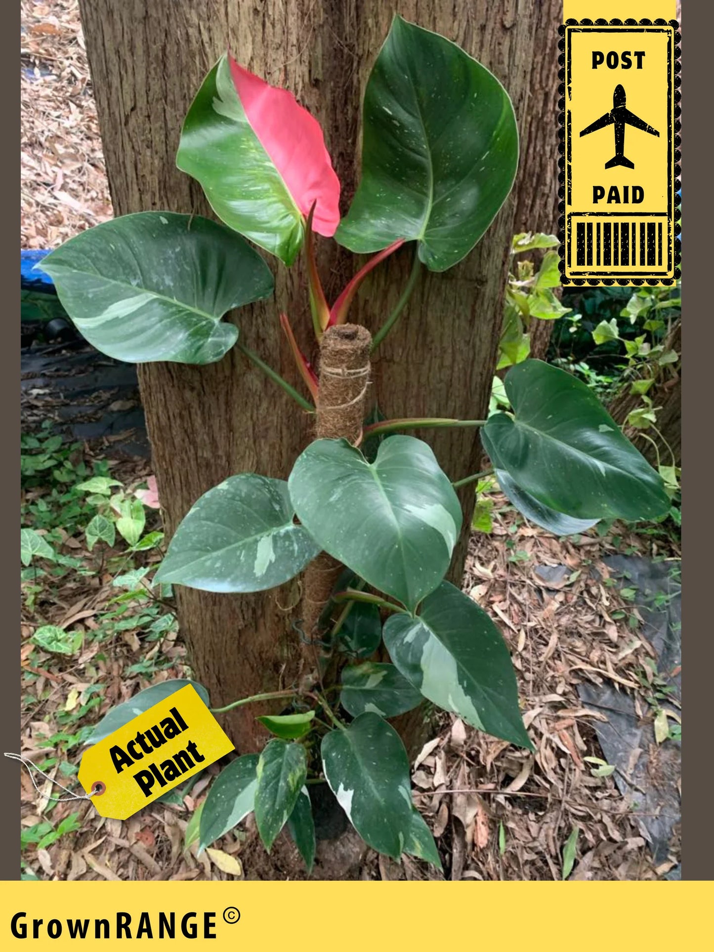 PHILODENDRON WHITE PRINCESS W/PINK