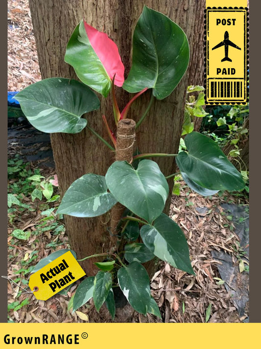 PHILODENDRON WHITE PRINCESS W/PINK