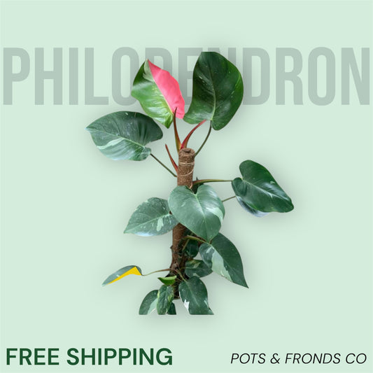 PHILODENDRON WHITE PRINCESS W/PINK