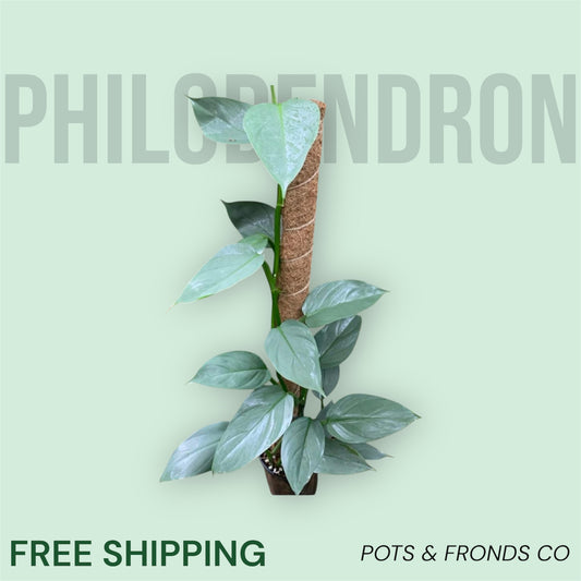 PHILODENDRON SILVER SWORD