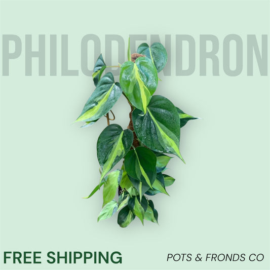 PHILODENDRON BRAZIL