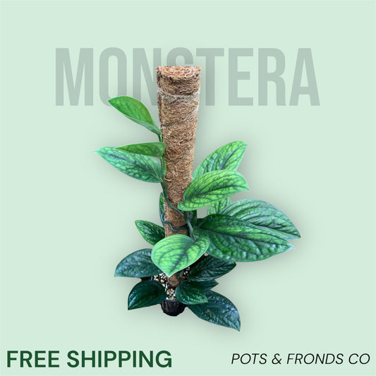 MONSTERA KARSTENIANUM PERU