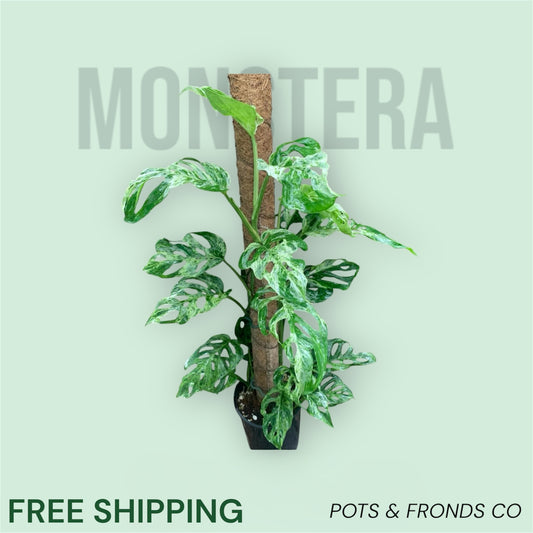 MONSTERA ADANSONII
MINT VARIEGATED