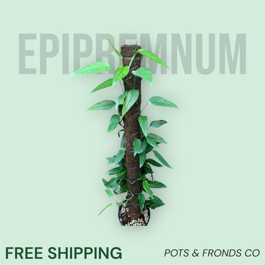 EPIPREMNUM SKELETON
KEY