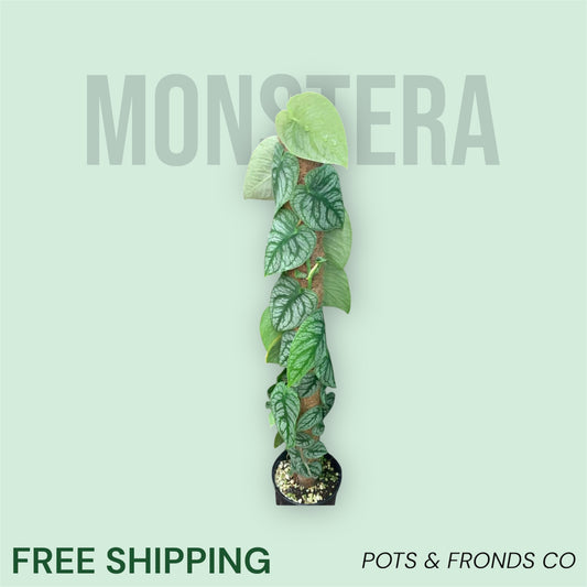 MONSTERA DUBIA