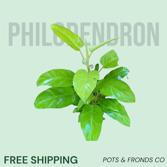 PHILODENDRON CEYLON BEAUTY