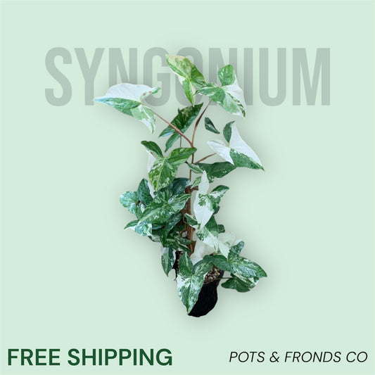 SYNGONIUM FANTASY