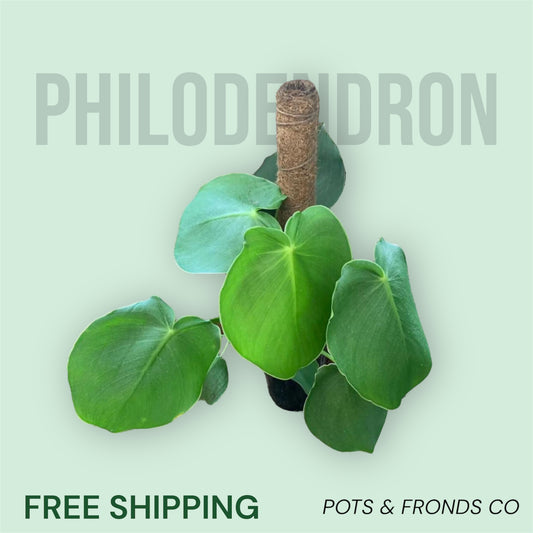 PHILODENDRON RUGOSUM