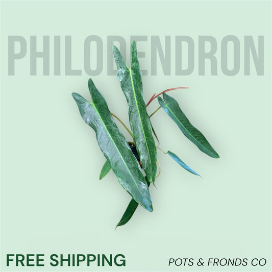 PHILODENDRON SPIRITUS SANCTI - FREE EXPRESS
POST