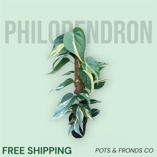 PHILODENDRON RIO