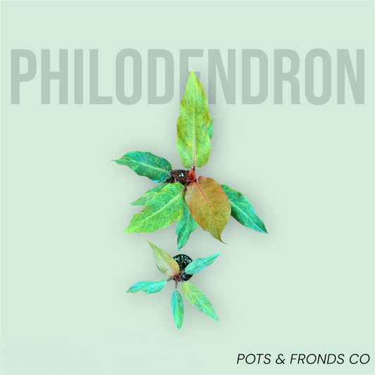 PHILODENDRON QUAD COLOUR AKA MARMALADE