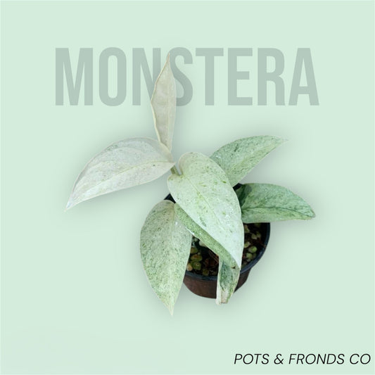MONSTERA LANIATA MINT
VARIEGATED