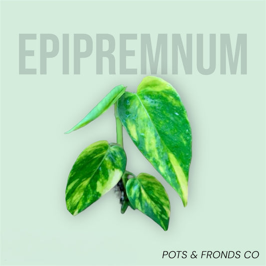 EPIPREMNUM PINNATUM
"YELLOW FLAME"