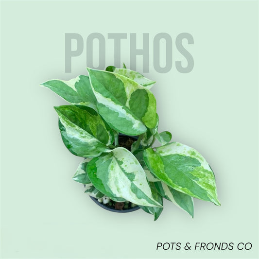 GENUINE PEARLS & JADE
POTHOS