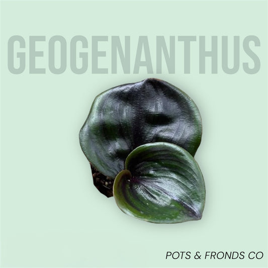 GEOGENANTHUS CILIATUS
MIDNIGHT PEARL "GEO
PLANT"