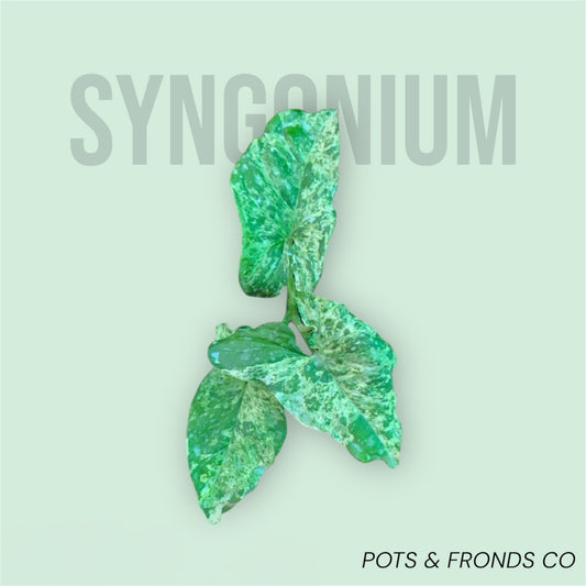 SYNGONIUM MOJITO