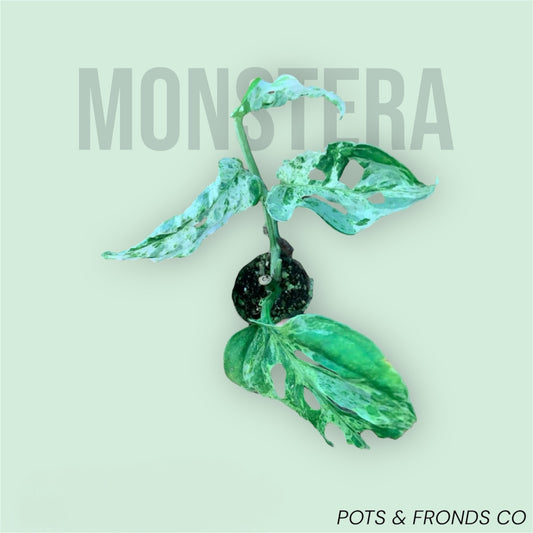 MONSTERA ADANSONII
MINT